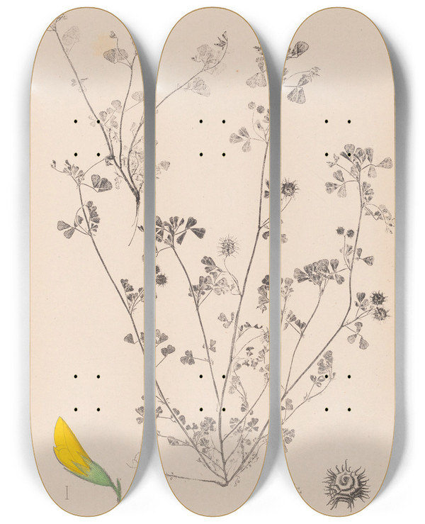 Triptych art skateboard deck of Louis Antoine Cusin Herbier De La Flore Franaise Pl0288 by Louis Antoine Cusin (1824-1901)
