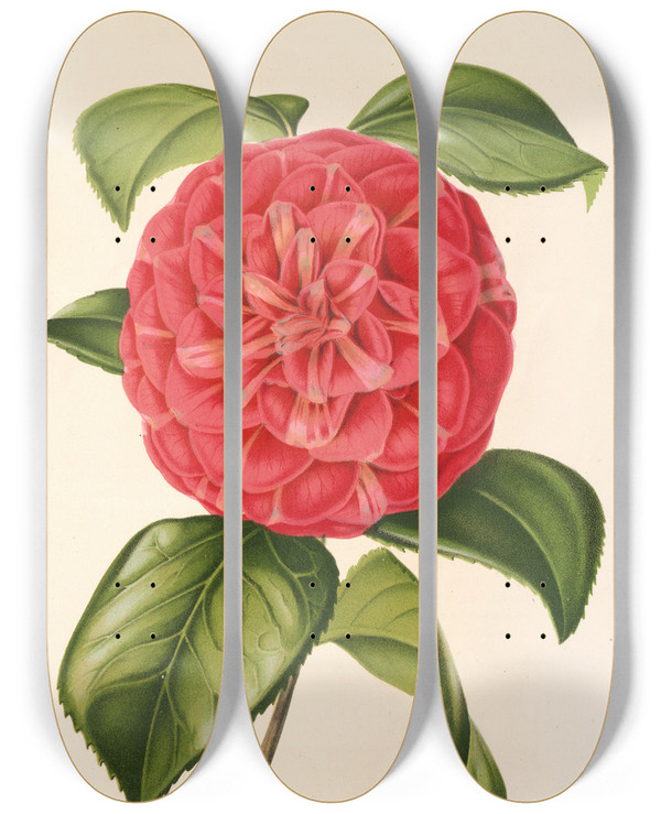 Triptych art skateboard deck of Charles Antoine Lemaire Camellia Francesco Burlamachi by Charles Antoine Lemaire (1800-1871)