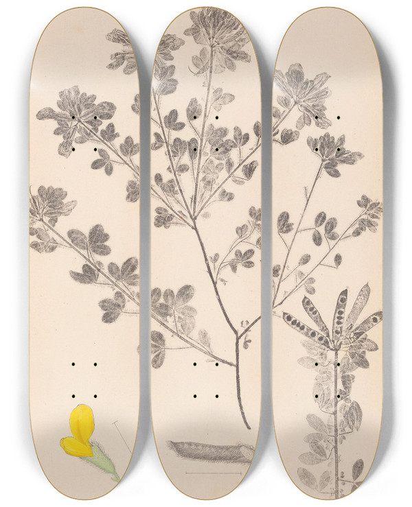 Triptych art skateboard deck of Louis Antoine Cusin Herbier De La Flore Franaise Pl0200 by Louis Antoine Cusin (1824-1901)