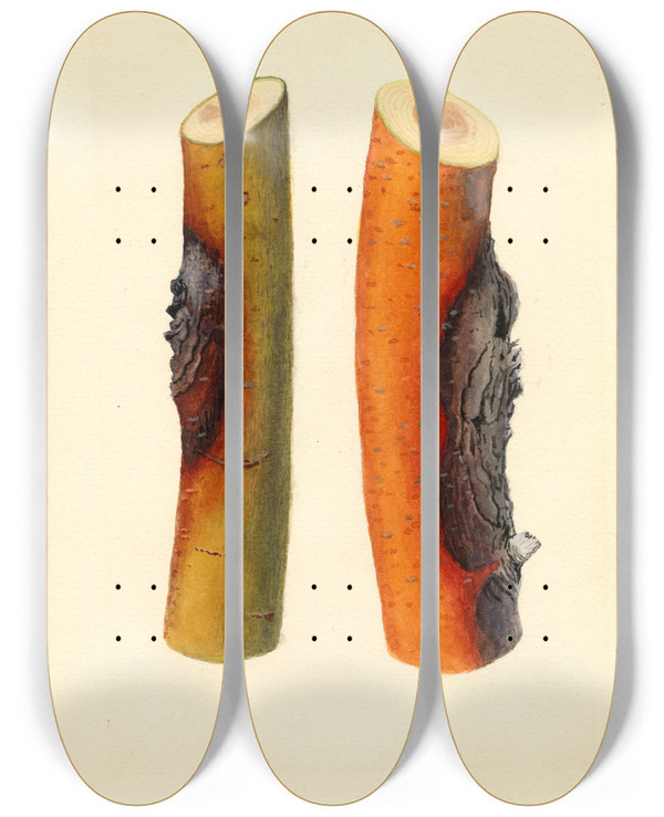 Triptych art skateboard deck of James Marion Shull Malus Domestica Jonathan by James Marion Shull (1872-1948)