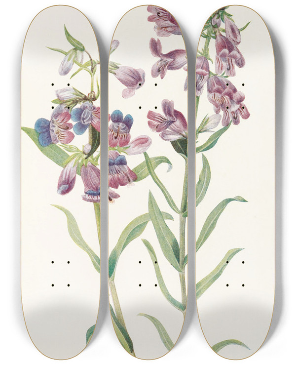 Triptych art skateboard deck of Mary Vaux Walcott Prairie Pentstemon Pentstemon Erianthera by Mary Vaux Walcott (1860-1940)