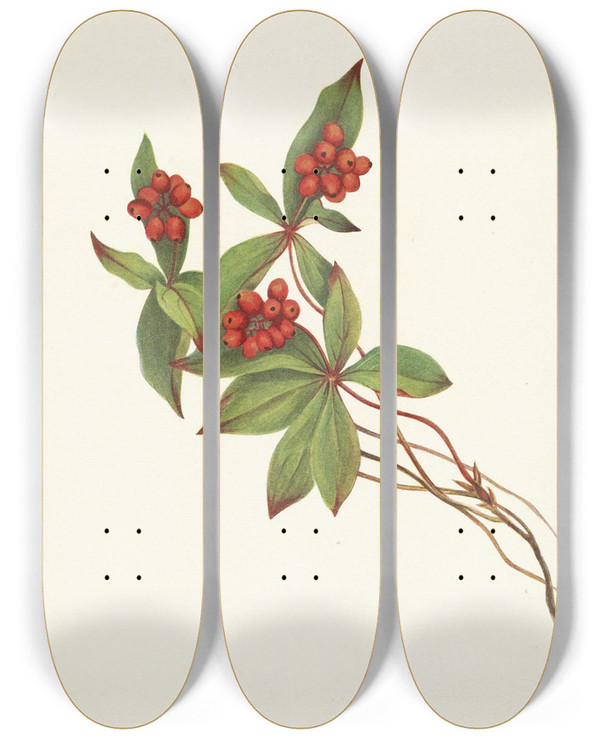 Triptych art skateboard deck of Mary Vaux Walcott Bunchberry Fruit Cornus Canadensis by Mary Vaux Walcott (1860-1940)