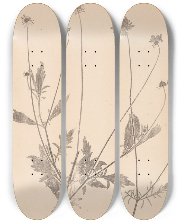 Triptych art skateboard deck of Louis Antoine Cusin Herbier De La Flore Franaise Pl0730 by Louis Antoine Cusin (1824-1901)