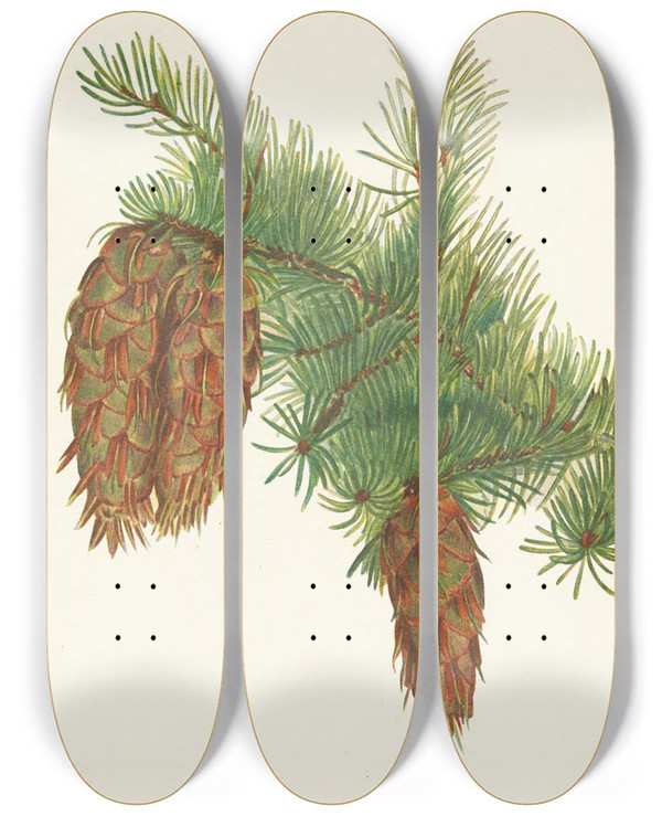 Triptych art skateboard deck of Mary Vaux Walcott Douglasfir Pseudotsuga Mucronata by Mary Vaux Walcott (1860-1940)