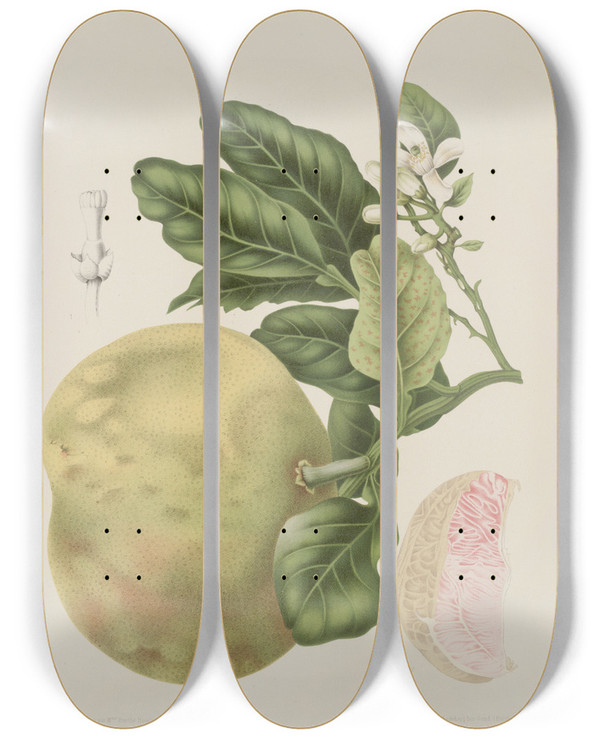 Triptych art skateboard deck of Berthe Hoola Van Nooten Fleurs Fruits Et Feuillages Choisis De Lille De Java Pl03 by Berthe Hoola Van Nooten (1817-1892)