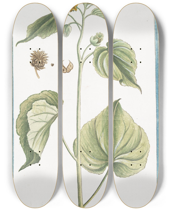 Triptych art skateboard deck of Giorgio Bonelli Abutilon Flowering Maples by Giorgio Bonelli (1742-1782)
