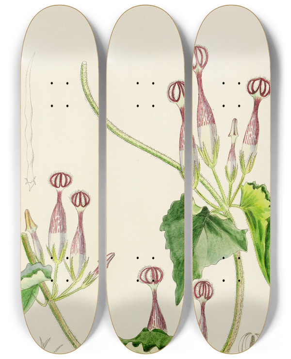 Triptych art skateboard deck of Illtyd Buller Poleevans Ceropegia Meyeri by Illtyd Buller Pole-Evans (1879-1968)