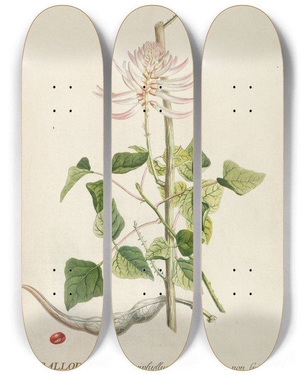 Triptych art skateboard deck of Georg Dionysius Ehret Corallodendron by Georg Dionysius Ehret (1708-1770)
