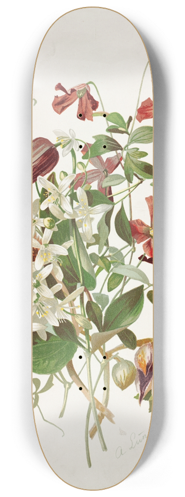 Alois Lunzer - Clematis 8.25 inch art skate deck