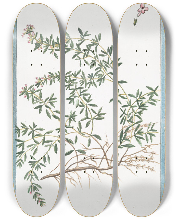 Triptych art skateboard deck of Giorgio Bonelli Serpillum Vulgare Maius Flore Purpureo Serpillo Wild Thyme by Giorgio Bonelli (1742-1782)