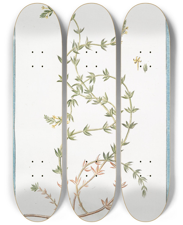 Triptych art skateboard deck of Giorgio Bonelli Rubeola Maritima by Giorgio Bonelli (1742-1782)
