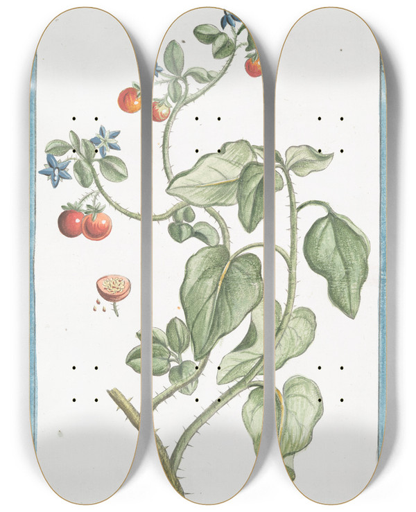 Triptych art skateboard deck of Giorgio Bonelli Solanum Spinosum Indicum Borraginis Flore by Giorgio Bonelli (1742-1782)