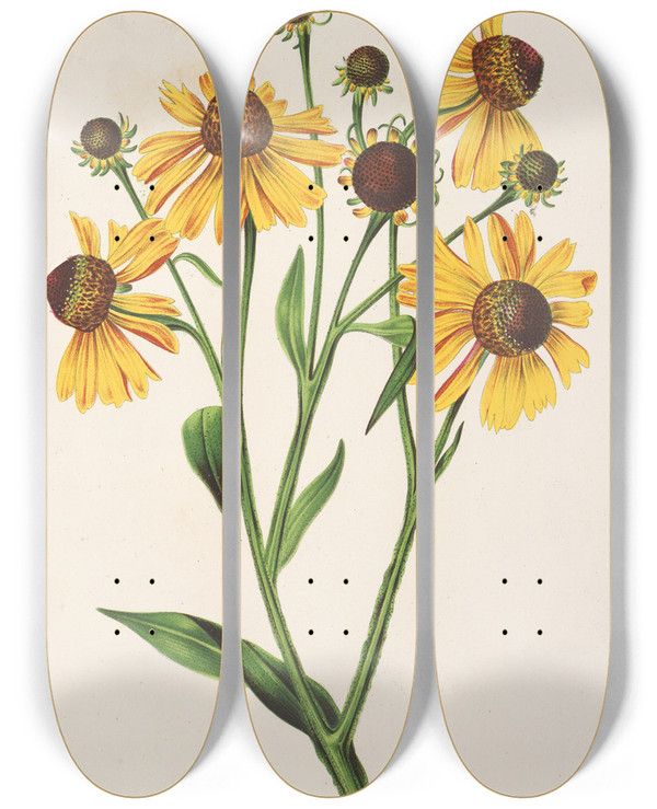 Triptych art skateboard deck of Charles Antoine Lemaire Helenium Atropurpureum Var Grandicephalum by Charles Antoine Lemaire (1800-1871)