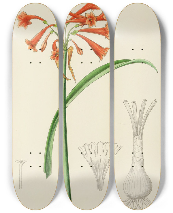 Triptych art skateboard deck of Illtyd Buller Poleevans Cyrtanthus Rotundilobus by Illtyd Buller Pole-Evans (1879-1968)