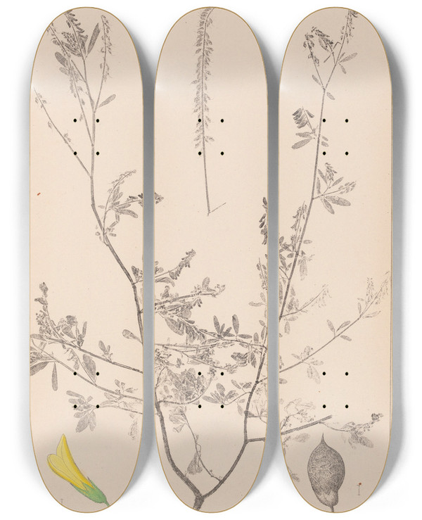 Triptych art skateboard deck of Louis Antoine Cusin Herbier De La Flore Franaise Pl0313 by Louis Antoine Cusin (1824-1901)
