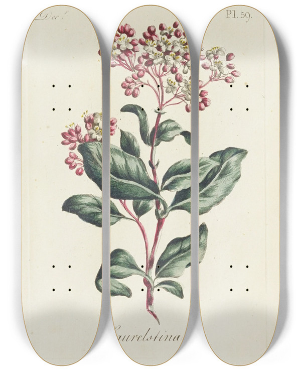 Triptych art skateboard deck of Carington Bowles Laurelstina by Carington Bowles (1724-1793)