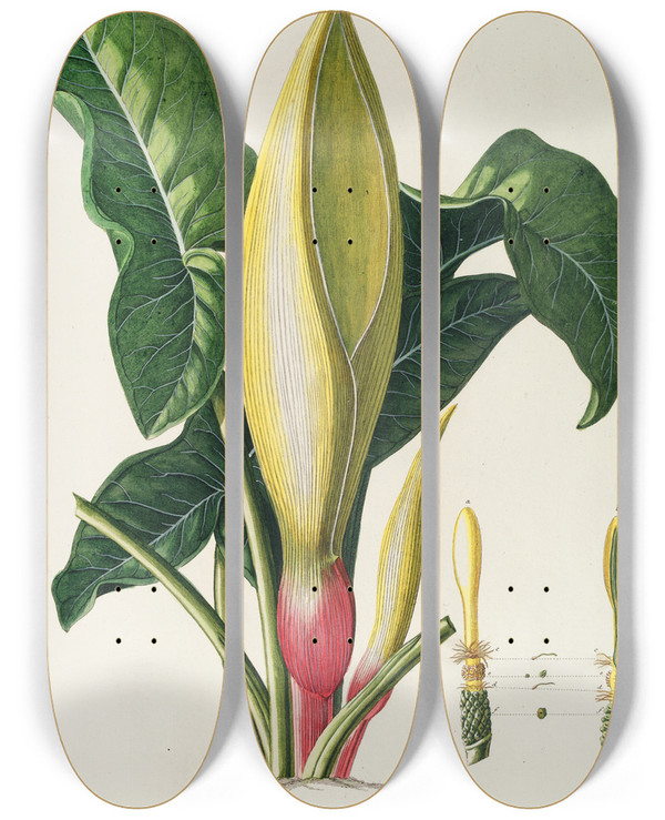 Triptych art skateboard deck of Georg Dionysius Ehret Arum by Georg Dionysius Ehret (1708-1770)
