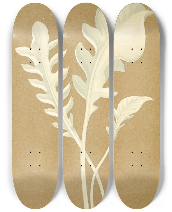Triptych art skateboard deck of Edward Joseph Lowe Centaurea Candidissima by Edward Joseph Lowe (1825-1900)