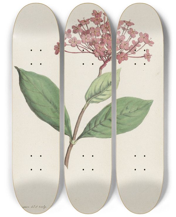 Triptych art skateboard deck of Hendrik Schwegman Pauwenkers Ixora Coccinea by Hendrik Schwegman (1761-1816)