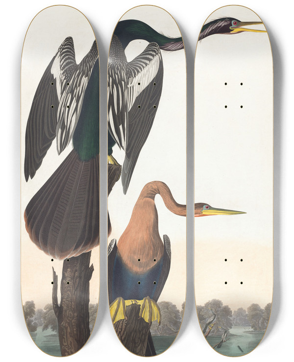 Triptych art skateboard deck of John James Audubon Blackbelled Darter by John James Audubon (1785-1851)