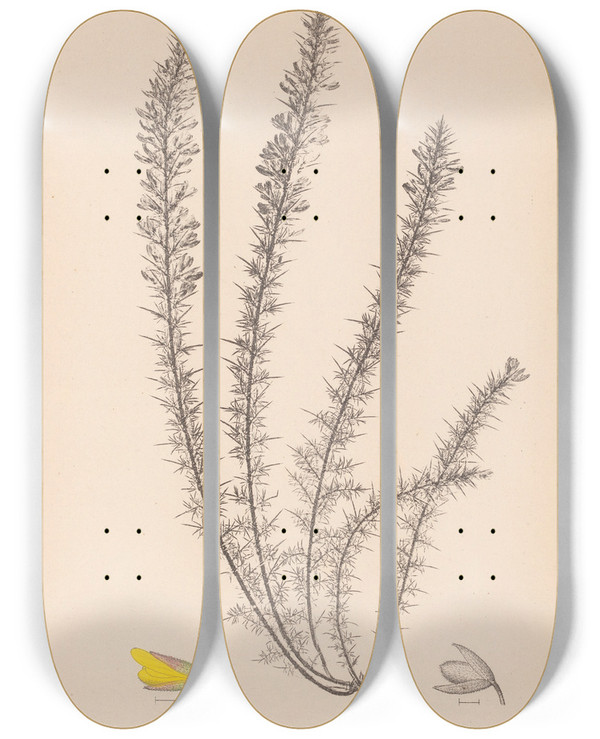 Triptych art skateboard deck of Louis Antoine Cusin Herbier De La Flore Franaise Pl0166 by Louis Antoine Cusin (1824-1901)