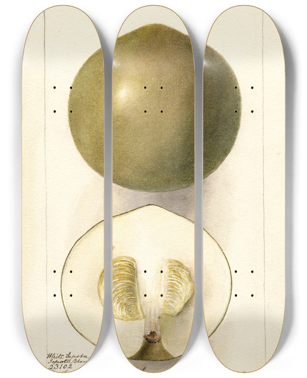 Triptych art skateboard deck of Deborah Griscom Passmore Casimiroa Edulis Zapota Blanco by Deborah Griscom Passmore (1840-1911)