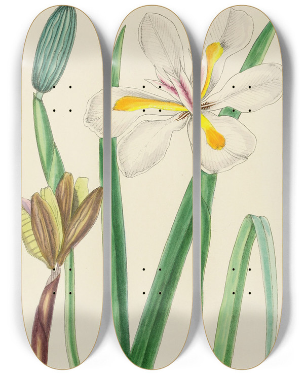 Triptych art skateboard deck of Illtyd Buller Poleevans Moraea Iridioides by Illtyd Buller Pole-Evans (1879-1968)