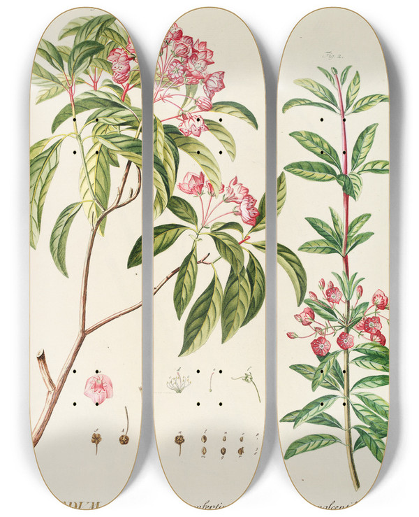 Triptych art skateboard deck of Georg Dionysius Ehret Ledum by Georg Dionysius Ehret (1708-1770)
