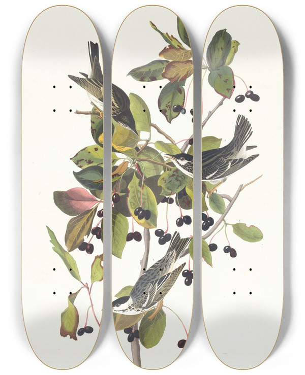 Triptych art skateboard deck of John James Audubon Blackpoll Warbler by John James Audubon (1785-1851)