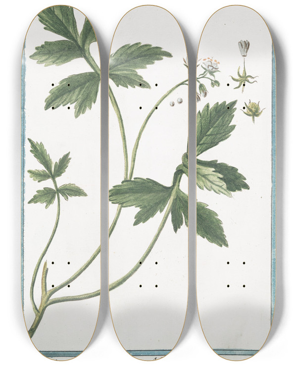 Triptych art skateboard deck of Giorgio Bonelli Hydrophyllon Morini Hort by Giorgio Bonelli (1742-1782)