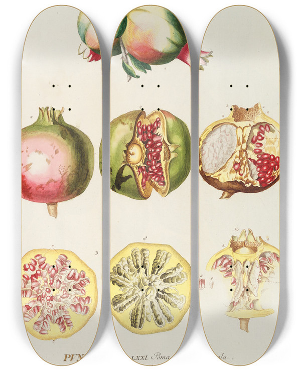 Triptych art skateboard deck of Georg Dionysius Ehret Punicae by Georg Dionysius Ehret (1708-1770)