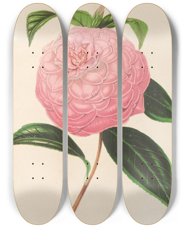 Triptych art skateboard deck of Charles Antoine Lemaire Camellia Isabella Orsini Franchetti by Charles Antoine Lemaire (1800-1871)