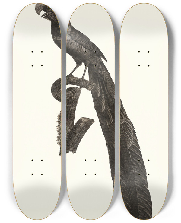 Triptych art skateboard deck of Jacques Barraband La Pie De Paradis Ou Lincomparabale Mle by Jacques Barraband (1767-1809)