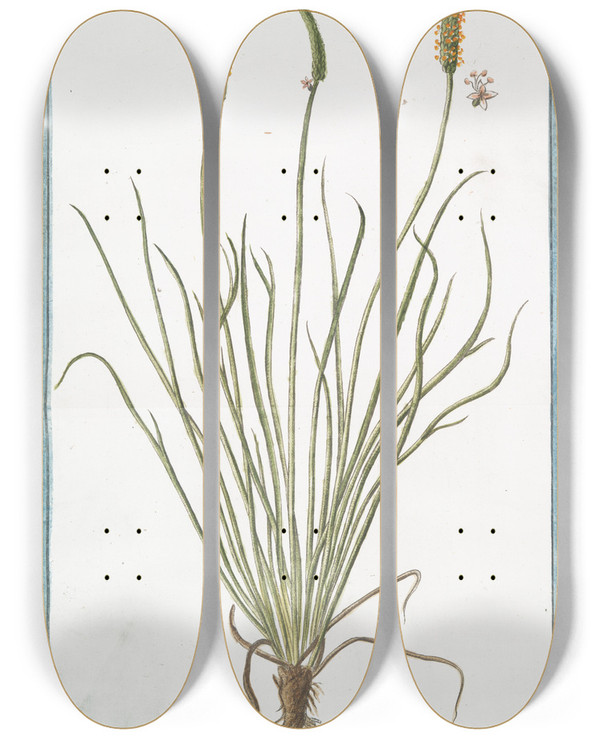 Triptych art skateboard deck of Giorgio Bonelli Plantago Gramineo Folio Major by Giorgio Bonelli (1742-1782)
