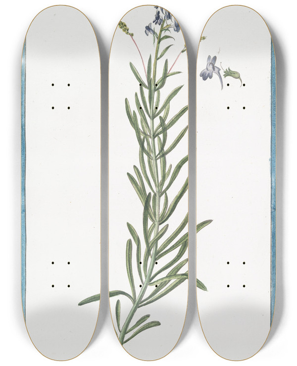 Triptych art skateboard deck of Giorgio Bonelli Linaria Arvensis Crulea Linaire Blue Corn Toadflax by Giorgio Bonelli (1742-1782)