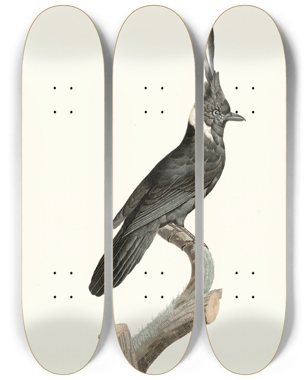 Triptych art skateboard deck of Jacques Barraband Le Geai Noir Collier Blanc by Jacques Barraband (1767-1809)