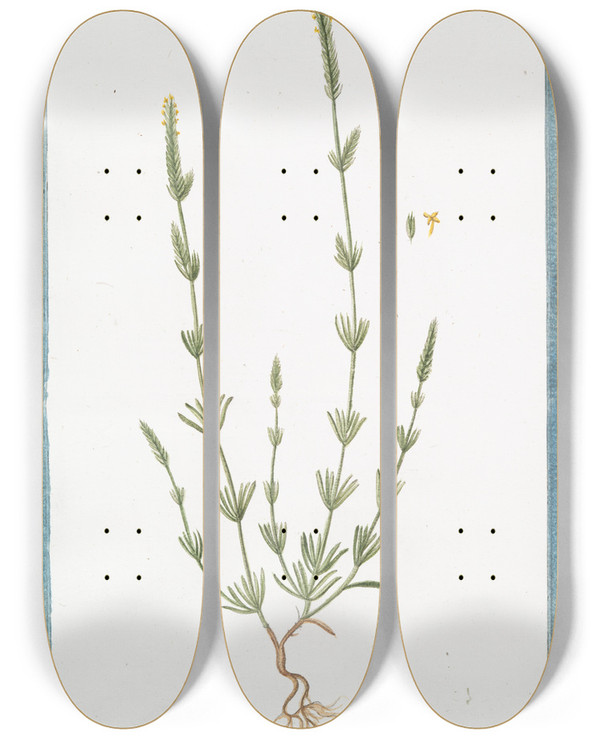 Triptych art skateboard deck of Giorgio Bonelli Rubeola Angustiore Folio Petite Garance by Giorgio Bonelli (1742-1782)