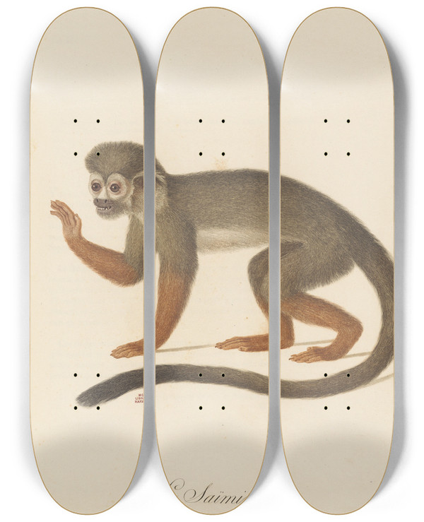 Triptych art skateboard deck of Jeanbaptiste Audebert Le Saimiri by Jean-Baptiste Audebert (1759-1800)