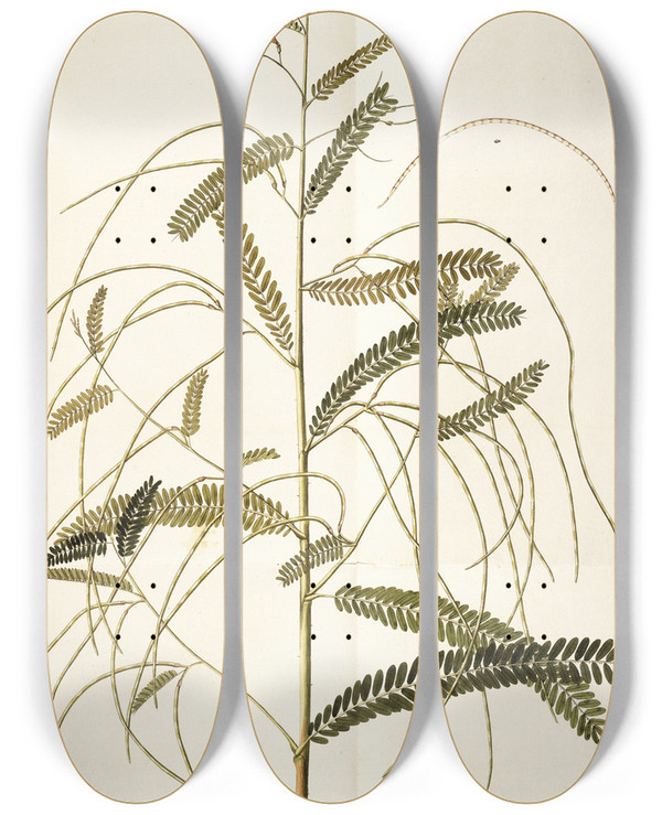 Triptych art skateboard deck of Nikolaus Joseph Freiherr Von Jacquin Aeschynomene Bispinosa by Nikolaus Joseph Freiherr Von Jacquin (1727-1817)
