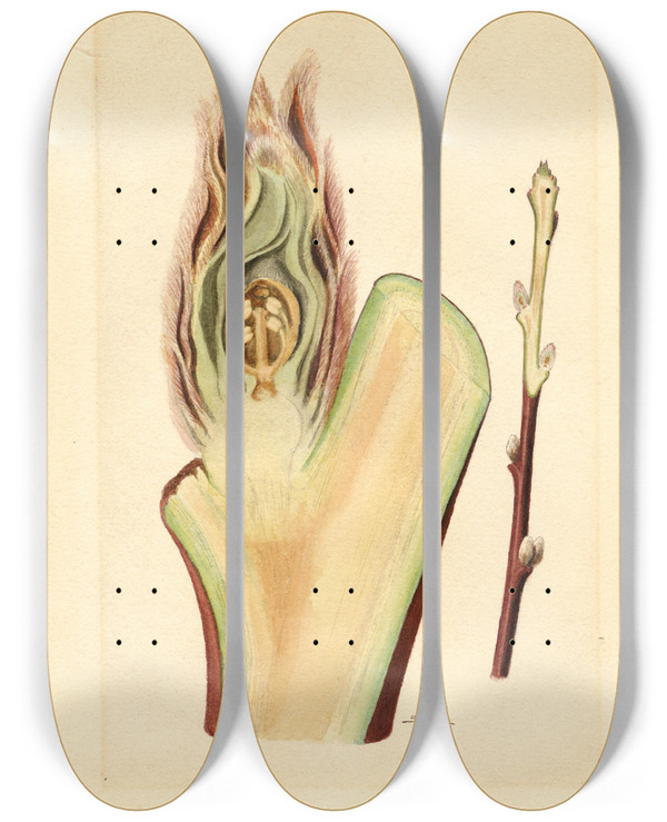Triptych art skateboard deck of James Marion Shull Prunus Persica Elberta_1 by James Marion Shull (1872-1948)