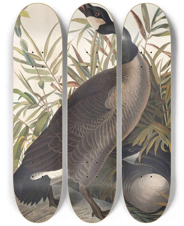 Triptych art skateboard deck of John James Audubon Canada Goose by John James Audubon (1785-1851)