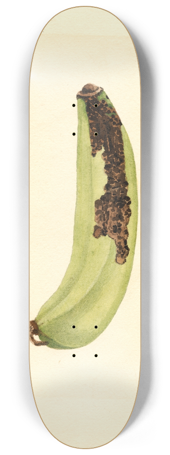 James Marion Shull - Musa 8.25 inch art skate deck