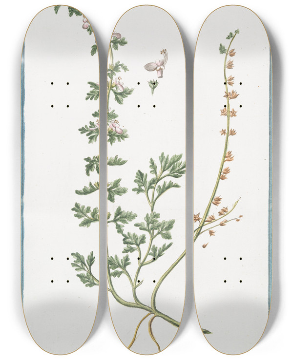 Triptych art skateboard deck of Giorgio Bonelli Teucrium Supinum Perenne Foliis Laciniatis Germander by Giorgio Bonelli (1742-1782)