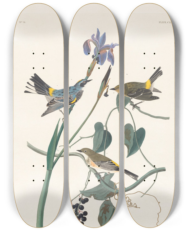 Triptych art skateboard deck of John James Audubon Yellowcrown Warbler by John James Audubon (1785-1851)