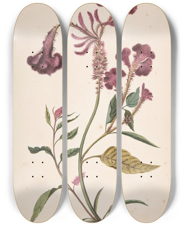 Triptych art skateboard deck of Alida Withoos Study Of A Hanekam Celosia Argentea by Alida Withoos (1662-1730)