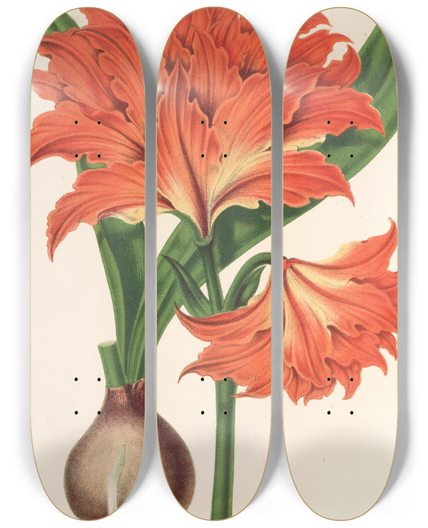 Triptych art skateboard deck of Charles Antoine Lemaire Amaryllis Hippeastrum Alberti by Charles Antoine Lemaire (1800-1871)