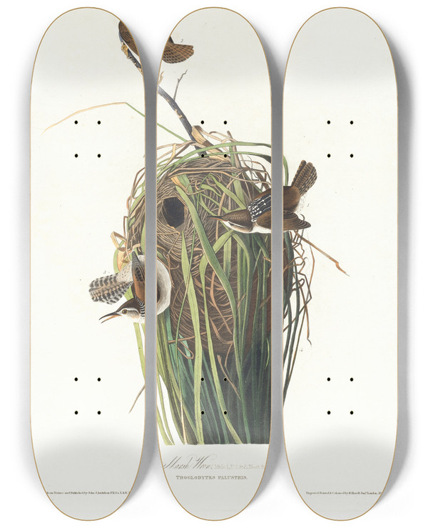 Triptych art skateboard deck of John James Audubon Marsh Wren by John James Audubon (1785-1851)