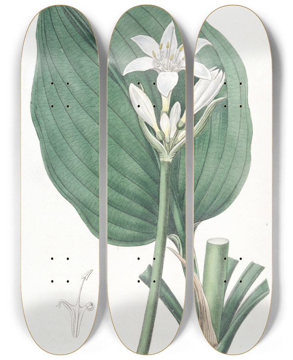 Triptych art skateboard deck of Sydenham Edwards Mr Cunninghams Eurycles by Sydenham Edwards (1768-1819)