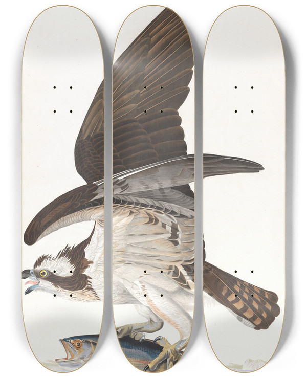 Triptych art skateboard deck of John James Audubon Fish Hawk Or Osprey by John James Audubon (1785-1851)