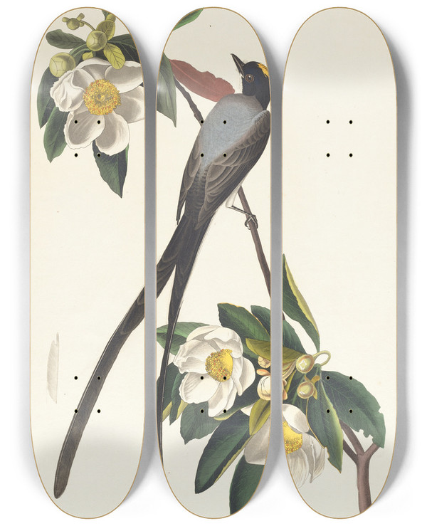 Triptych art skateboard deck of John James Audubon Forktailed Flycatcher by John James Audubon (1785-1851)